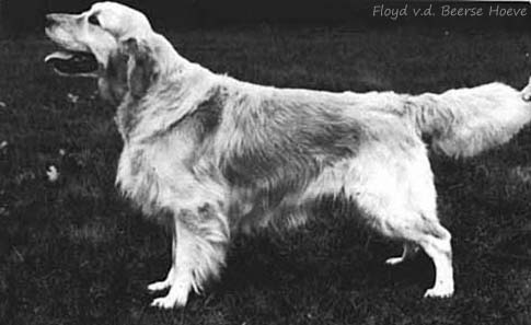 Floyd v.d. Beerse Hoeve