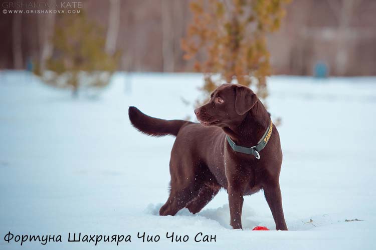 Лабрадор ретривер с щенками Фортуна Шахрияра Чио Чио Сан