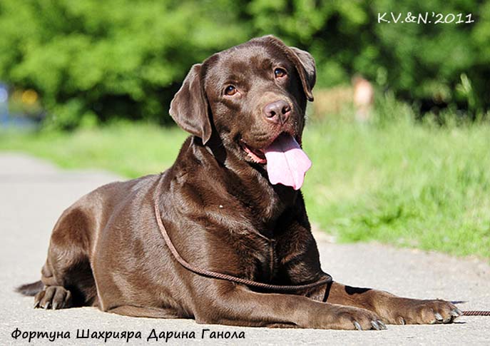 Лабрадор Фортуна Шахрияра Дарина Ганола