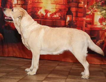 Лабрадор ретривер Фортуна Шахрияра Фрутелла фото