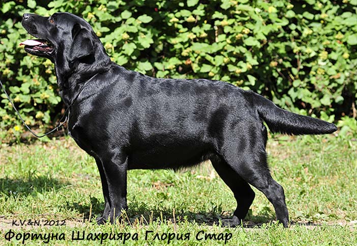 Лабрадор черный сука