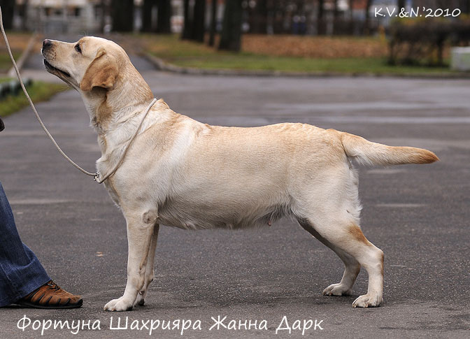 Лабрадор палевый Фортуна Шахрияра Жанна Дарк