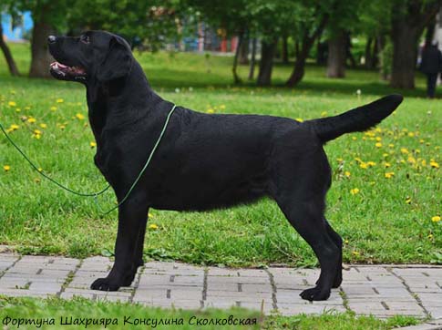 Лабрадор  Фортуна Шахрияра Консулина Сколковская