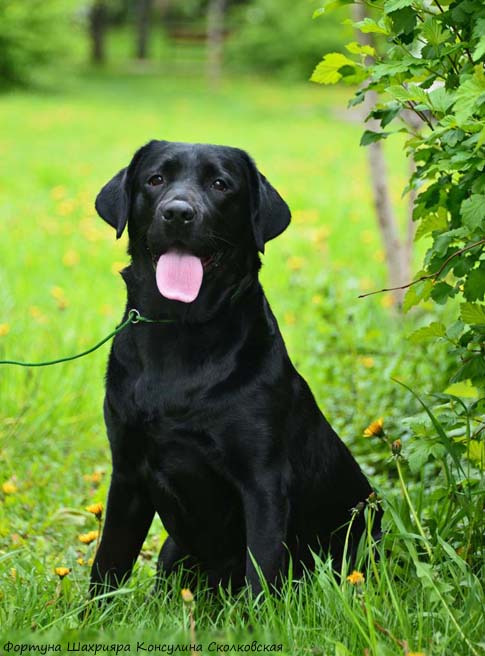 Лабрадор  Фортуна Шахрияра Консулина Сколковская