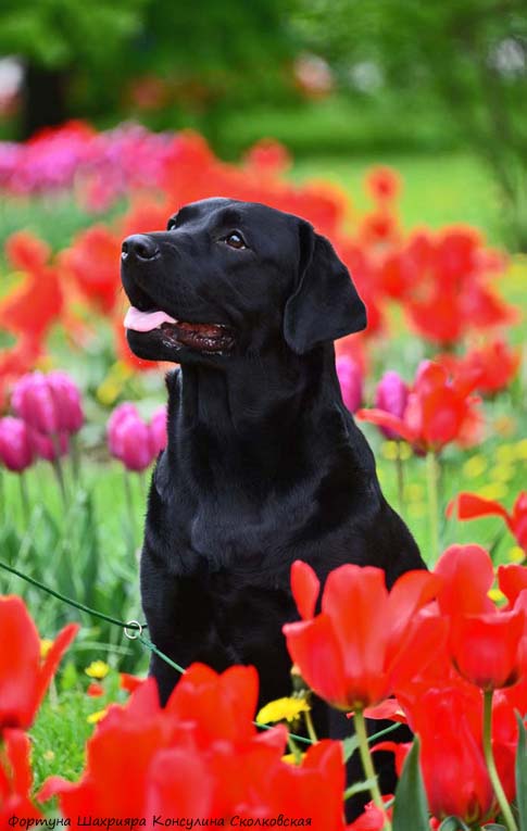 Лабрадор ретривер  Фортуна Шахрияра Консулина Сколковская
