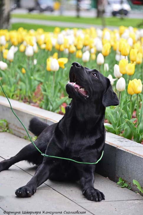 Лабрадор ретривер  Фортуна Шахрияра Консулина Сколковская