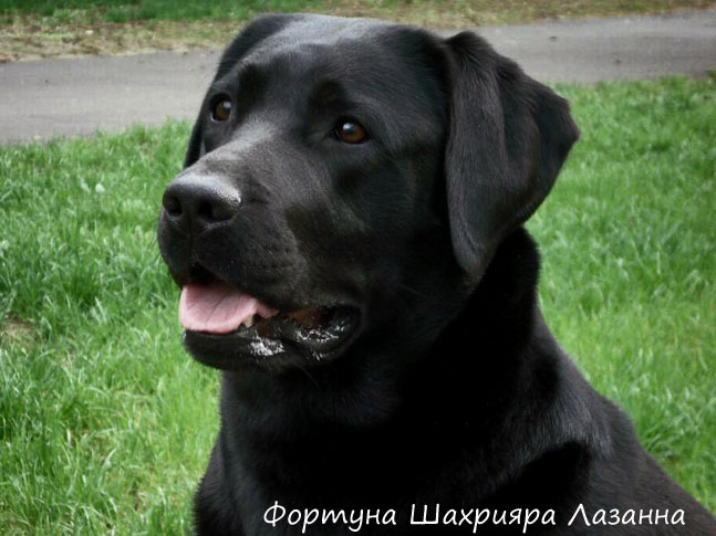 Лабрадор Фортуна Шахрияра Лазанна