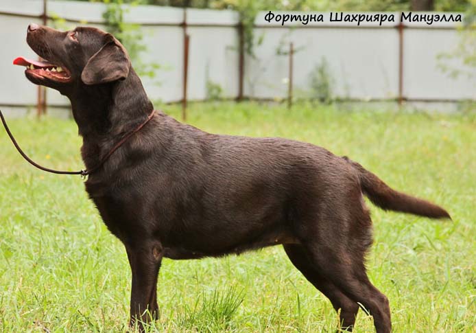 Лабрадор шоколадный Фортуна Шахрияра Мануэлла