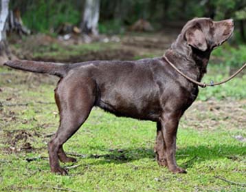 Лабрадор ретривер Фортуна Шахрияра Милана фото