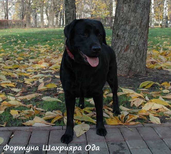 Фотография лабрадора черного окраса