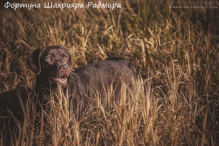 Лабрадор шоколадный Фортуна Шахрияра Радмира