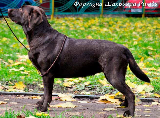 Лабрадор сука шоколадный