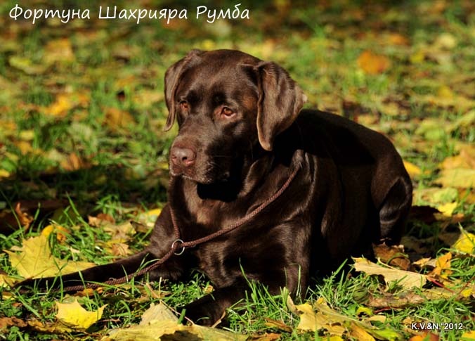 Лабрадор шоколадный Фортуна Шахрияра Румба