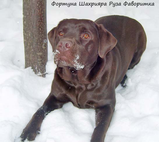 Лабрадор сука шоколадный