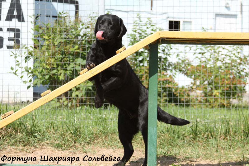 Лабрадор Фортуна Шахрияра Сольвейга
