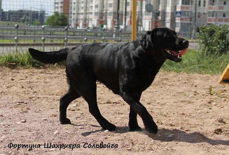 Лабрадор Фортуна Шахрияра Сольвейга