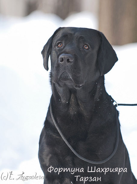 Лабрадор черный Фортуна Шахрияра Тарзан