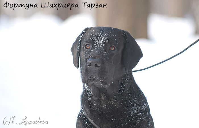 Лабрадор черный Фортуна Шахрияра Тарзан
