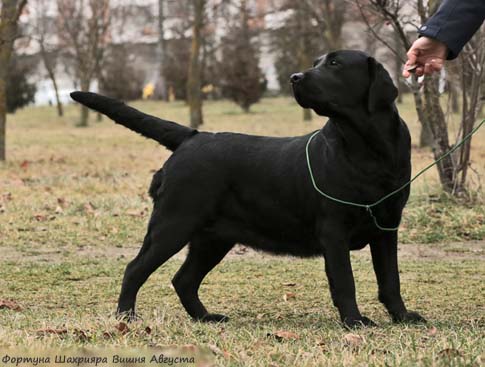 Лабрадор  Фортуна Шахрияра Вишня Августа