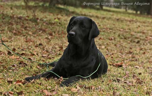 Лабрадор ретривер  Фортуна Шахрияра Вишня Августа