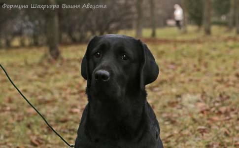 Лабрадор ретривер  Фортуна Шахрияра Вишня Августа