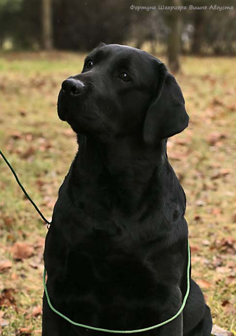 Лабрадор ретривер  Фортуна Шахрияра Вишня Августа