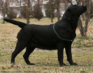 Лабрадор ретривер Фортуна Шахрияра Вишня Августа фото