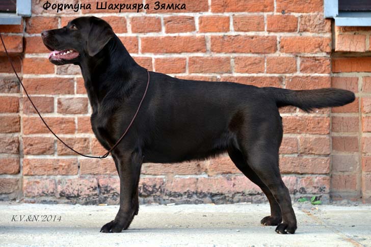 Лабрадор шоколадный Фортуна Шахрияра Зямка фото