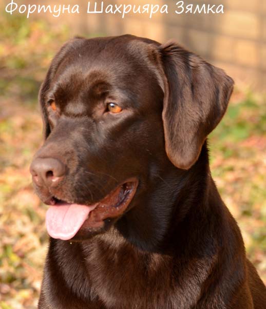 Лабрадор шоколадный Фортуна Шахрияра Зямка