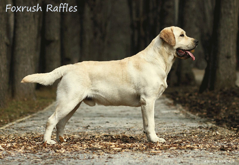 Лабрадор Foxrush Raffles