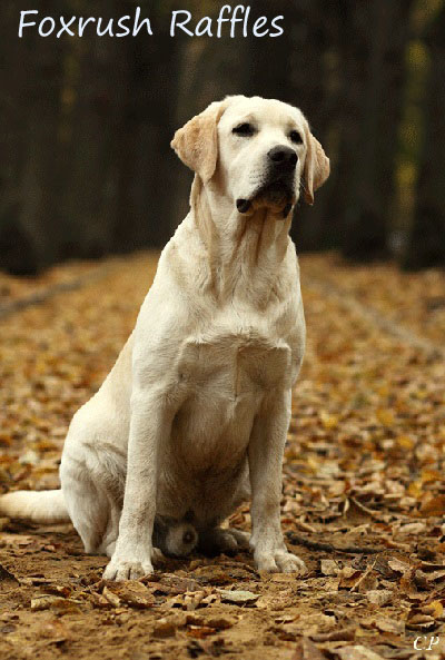 Лабрадор Foxrush Raffles