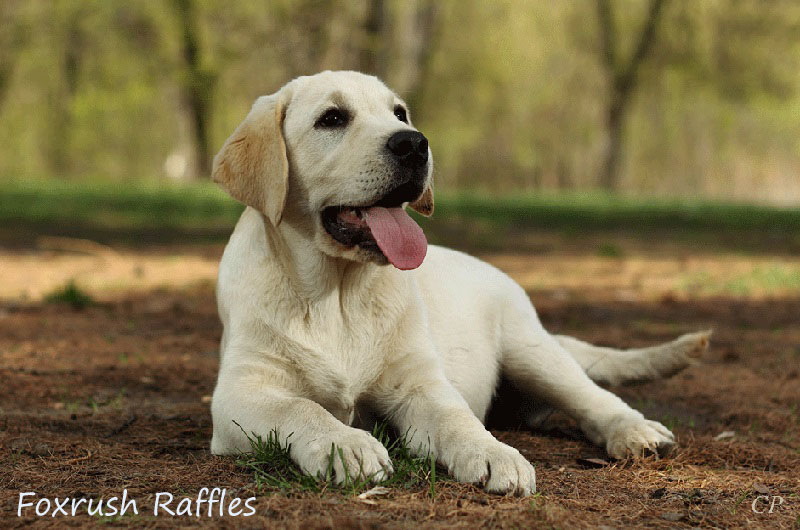 Лабрадор Foxrush Raffles