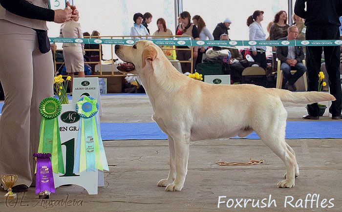 Лабрадор Foxrush Raffles