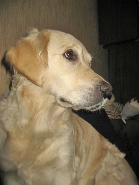 золотистый ретривер Фортуна Шахрияра Аэлита