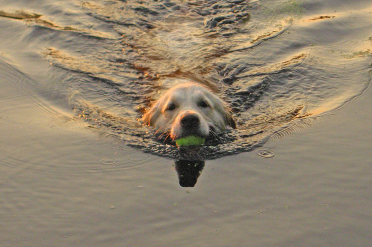 золотистый ретривер Фортуна Шахрияра Аэлита
