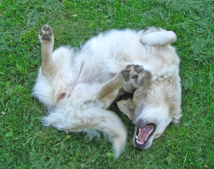 золотистый ретривер Фортуна Шахрияра Аэлита