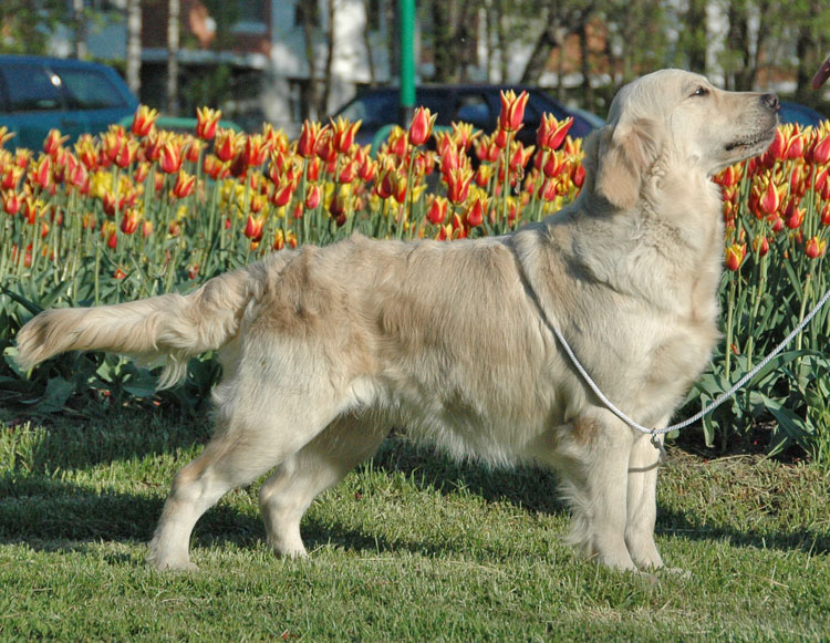 золотистый ретривер Фортуна Шахрияра Астра Блонди