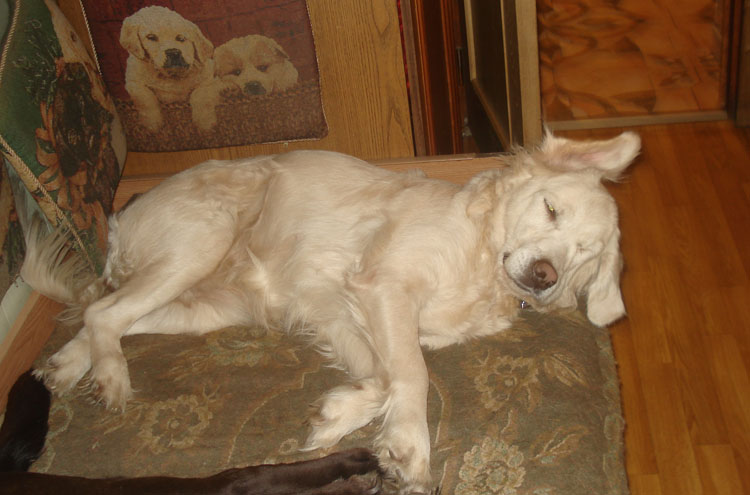 золотистый ретривер Фортуна Шахрияра Астра Блонди