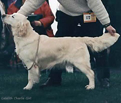 Galalith Charlie Girl