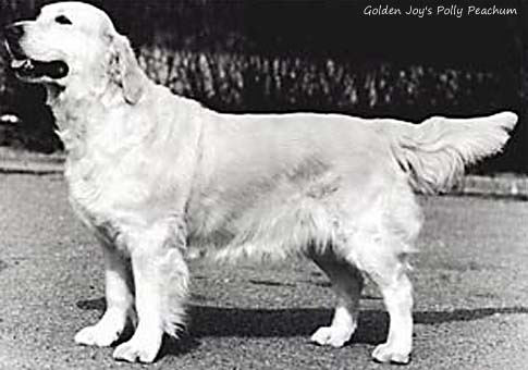 Golden Joy's Polly Peachum