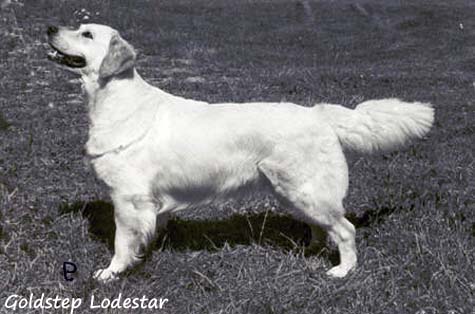 Goldstep Lodestar