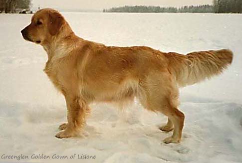 Greenglen Golden Gown of Lislone