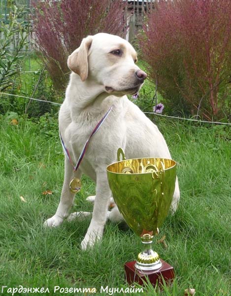 Лабрадор Гардэнжэл Розетта Мунлайт