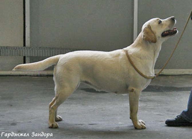 Лабрадор Guardangel Zandora