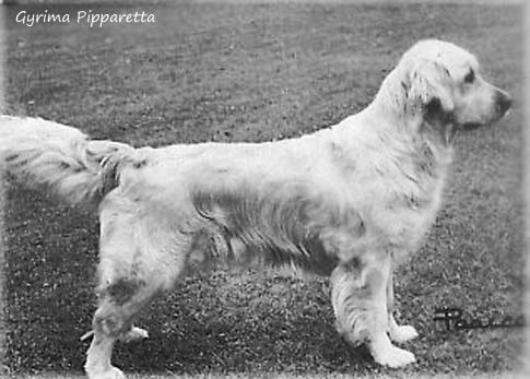 Gyrima Pipparetta