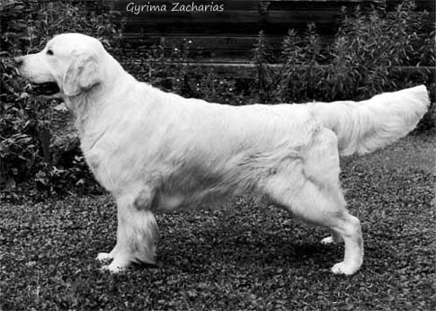 Gyrima Zacharias