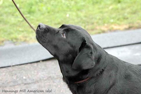 Лабрадор Hennings Mill American Idol