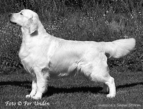 Inassicas Snowflake
