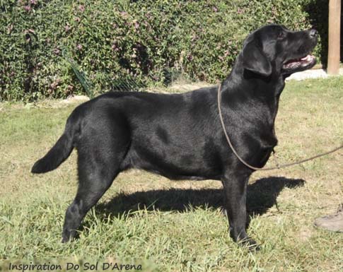 Лабрадор Inspiration Do Sol D'Arena