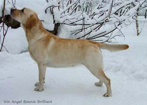 Лабрадор Irin Angel Bonnie Brilliant
